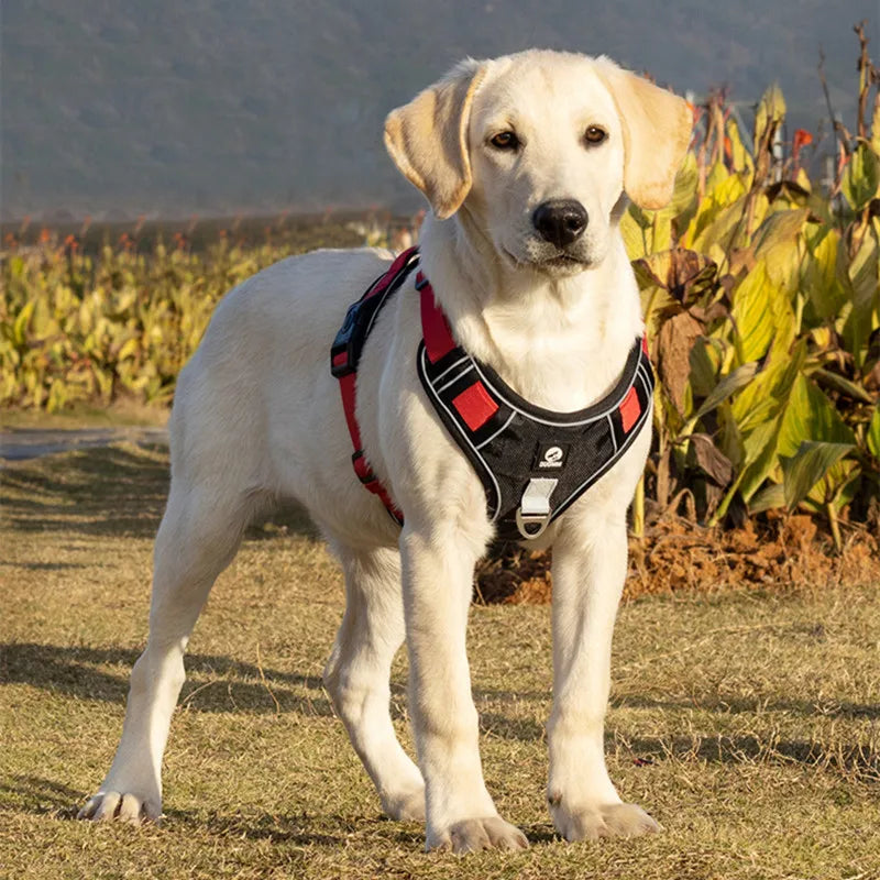 Adjustable Dog Harness